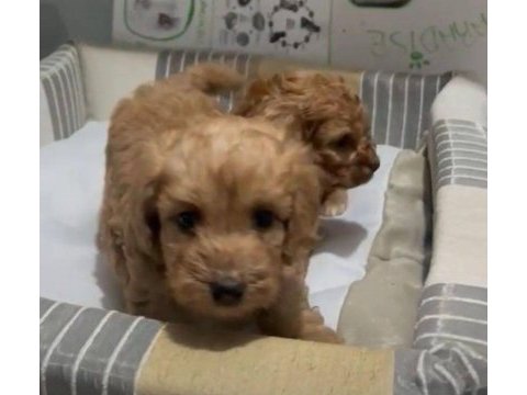 Poodle ayarında efsane yavrular