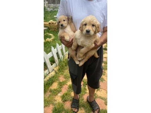 Erkek golden retriever yavrumuz