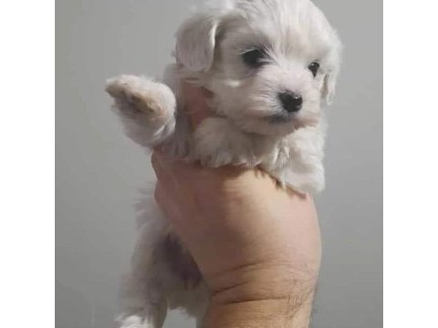 Terrier maltese köpeğimiz