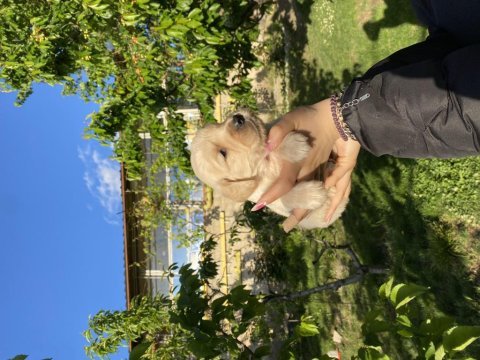 Golden retriever yavrular