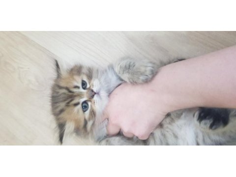 British longhair 2 aylık erkek