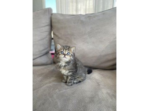British shorthair yavrularımız