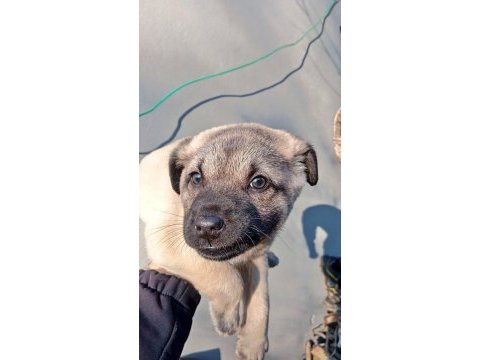 Yavru kangal köpeği