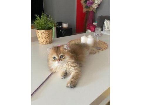 British longhair golden ny11 yavrumuz full şecereli