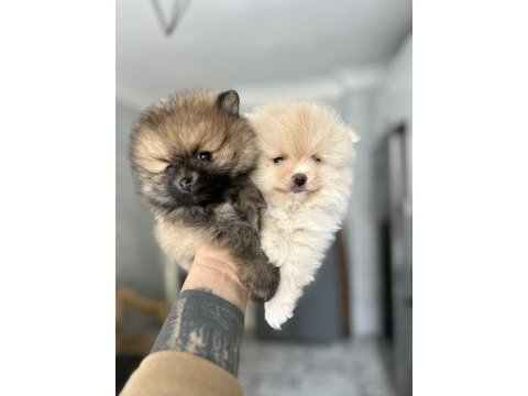 Pomeranian yavrumuz