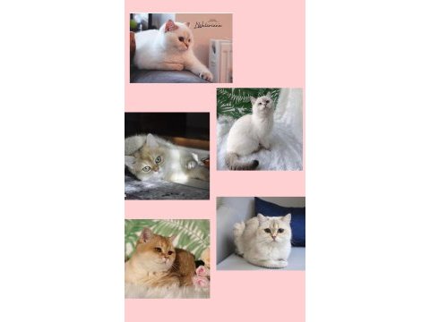 British shorthair yetişkin sahiplendirilecek