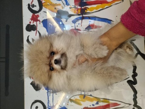 Pomeranian dişi tea cup