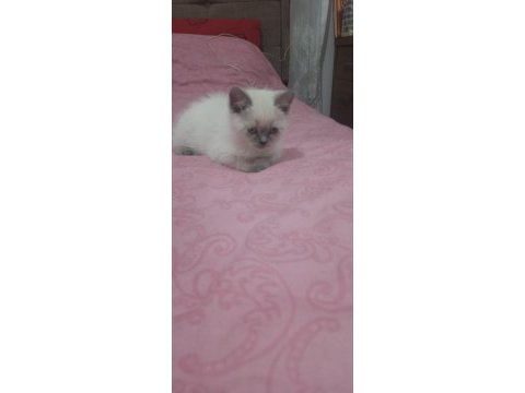 Scottish fold ve british shorthair yavrular