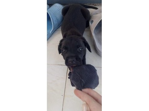 Cane corso black italyan mastifi