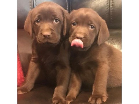 Chocolate labrador retriever yavruları
