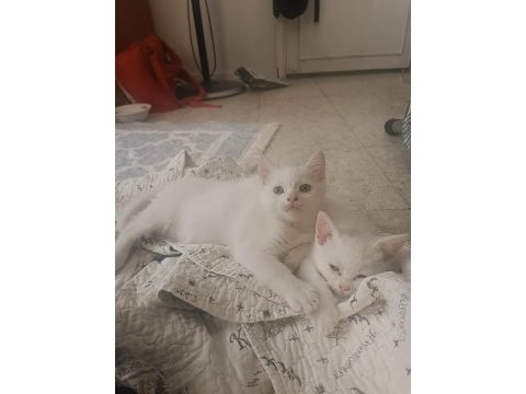 Sevimli iki bacı kedimiz