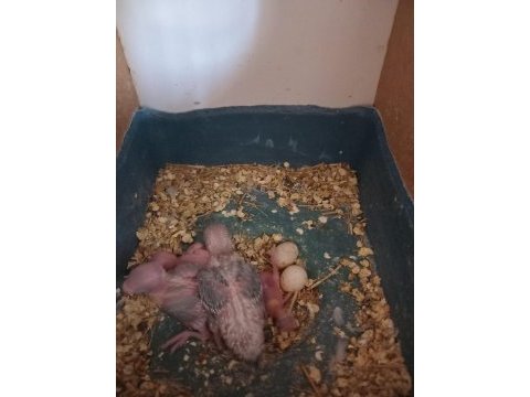 Sahibinden yavru muhabbet kuşları