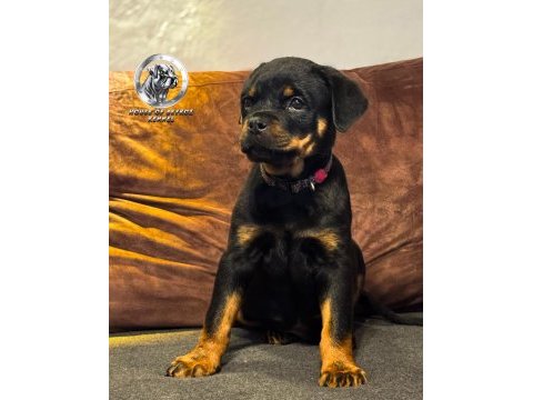 A şecereye sahip rottweiler yavrular