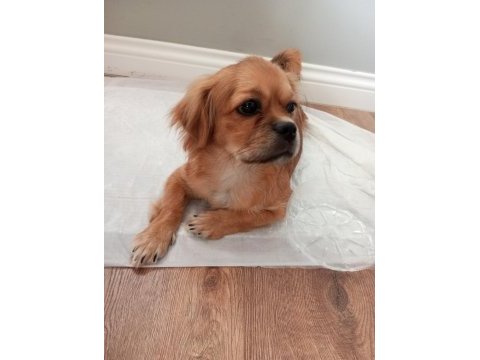 Pekinez köpeğim