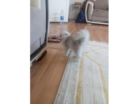 Scottish fold 3 buçuk aylık erkek