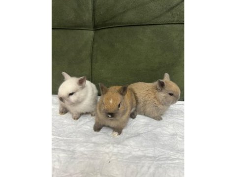 Lop hollanda tavşanı