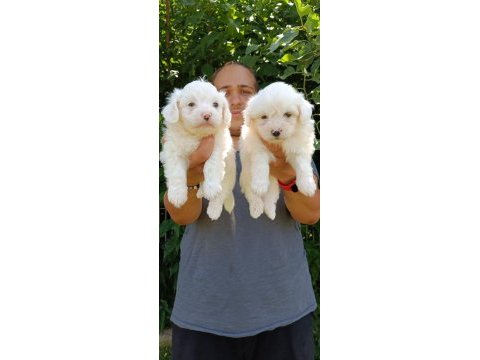 Safkan maltese terrier yavrular