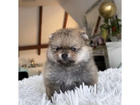 Pomeranian dişi ayı tipler