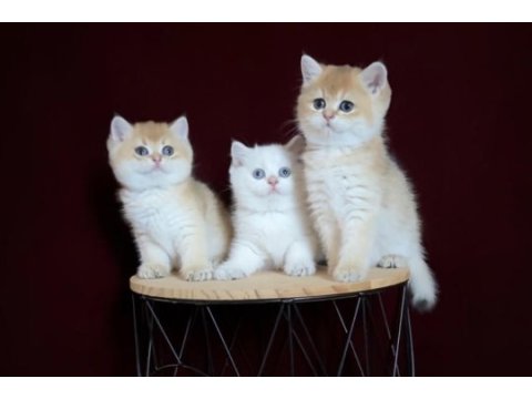 Dişi ve erkek british shorthair bebeklerim