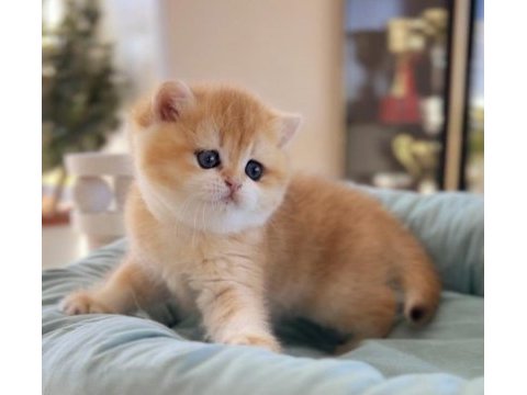 British shorthair golden ny12 - by12 ve ny11