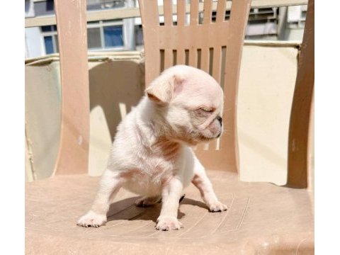 Black tan platinium choco carrier erkek egzotic pug
