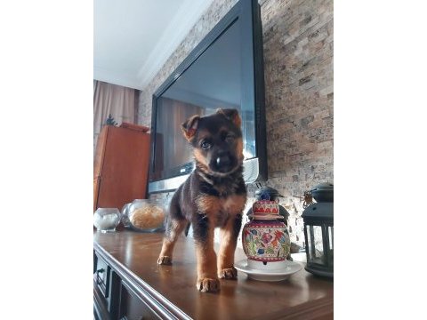 Safkan alman kurdu yavruları