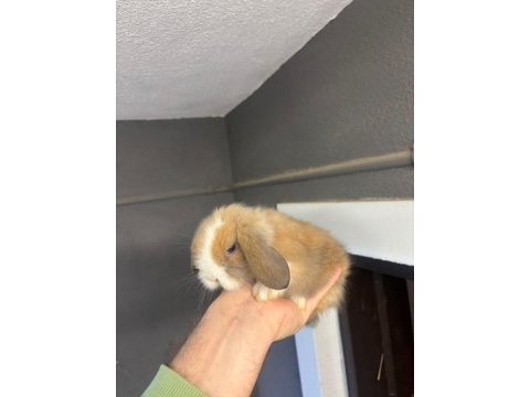 Cüce mini ve hollanda lop tavşanları gonderılır