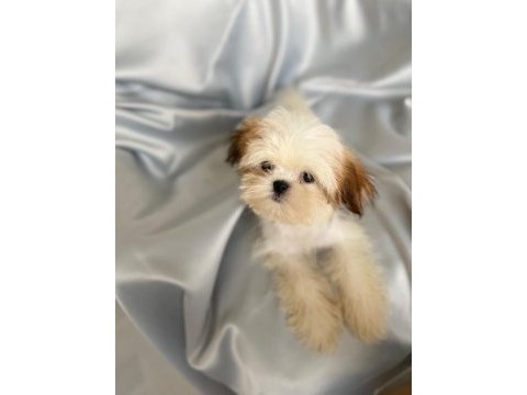 Puf puf shih tzu kızım