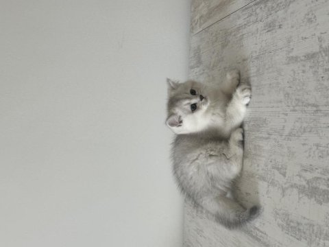 Safkan british shorthair