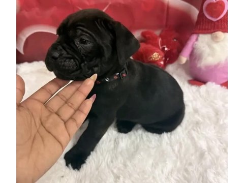 A+ kalite cane corso yavrularımız