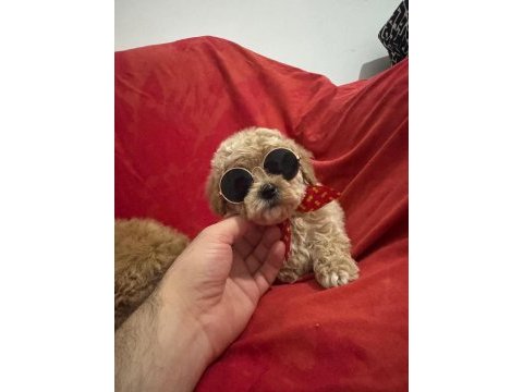 Maltipoo ırk ve sağlık garantili