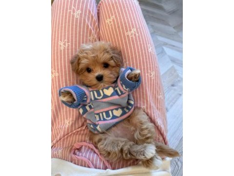 Kore maltipoo yavrular