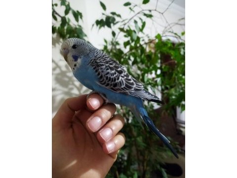 Damızlık muhabbet kuşu