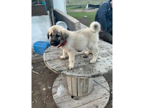50 günlük kangal köpeği yavruları