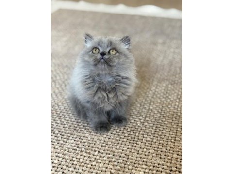 British longhair cer