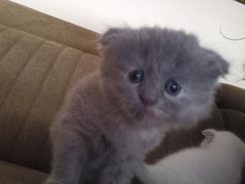 Scottish fold kızımıza yuva