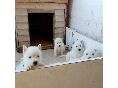 Anne altından süt beyaz erkek husky yavrular