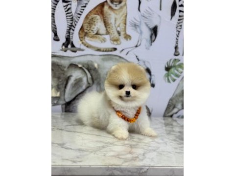 Show kalite pomeranian boo yavrular