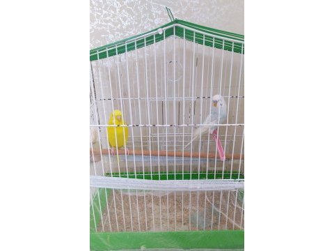 Yumurta yapan 1 dişi 1 adet erkek muhabbet kuşu