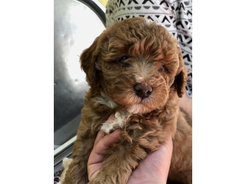 Dark red toy poodle