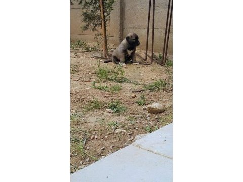 Üst kalite safkan kangal yavrularımız