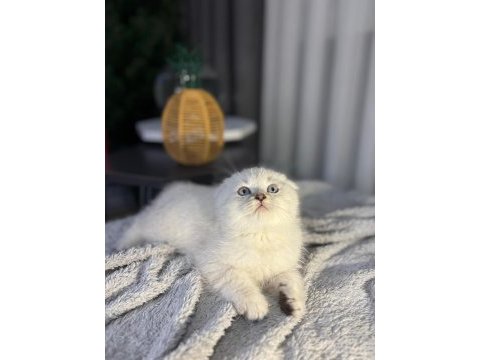 A kalite scottish fold bebek