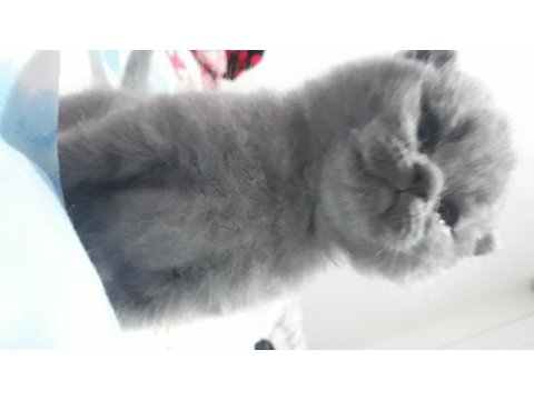 British yavrular