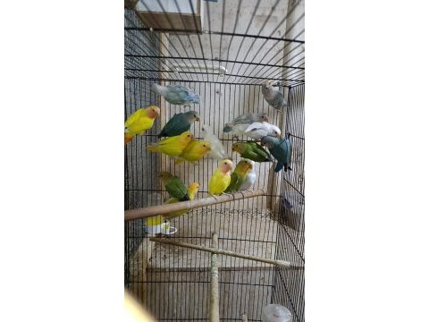 Üreticiden sevda cennet papağanımız