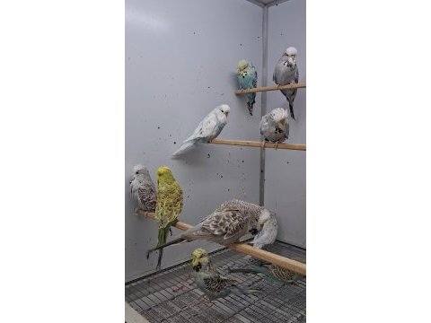 Show jumbo muhabbet kuşları