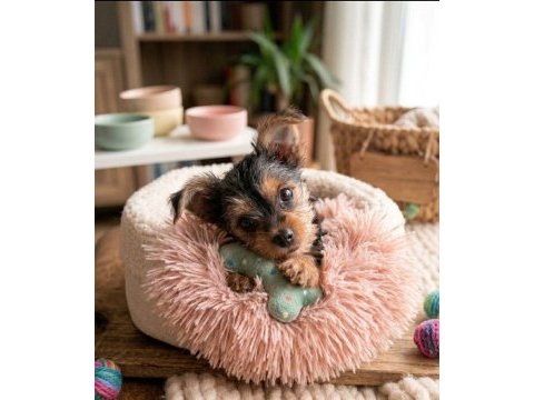 En küçük boy morkie