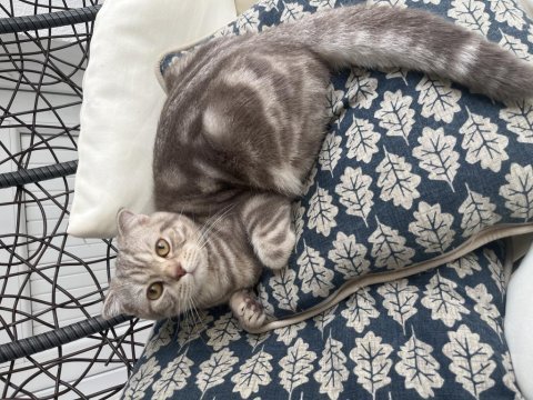 8 aylık erkek scottish fold ücretsiz sahiplendirilecektir