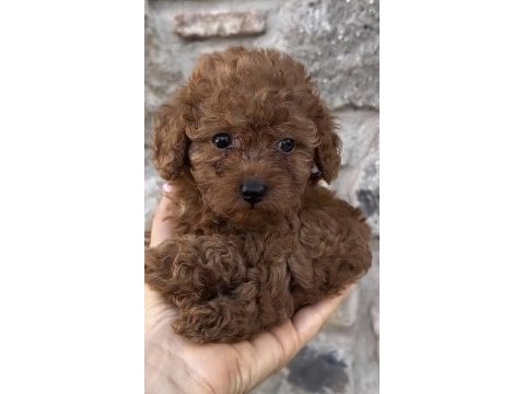 Toy poodle yavru köpeğimiz