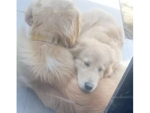 Golden retriever çift olarak sahiplendirme