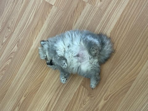 Bebek pomeranian erkek yavru